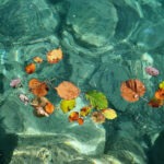 Blätter schweben auf Wasser