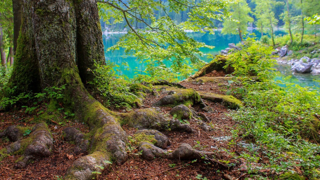Baumwurzeln am See