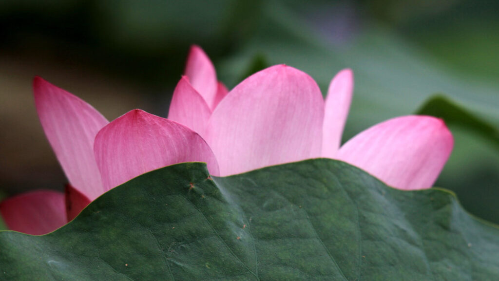 Lotusblume am auftauchen